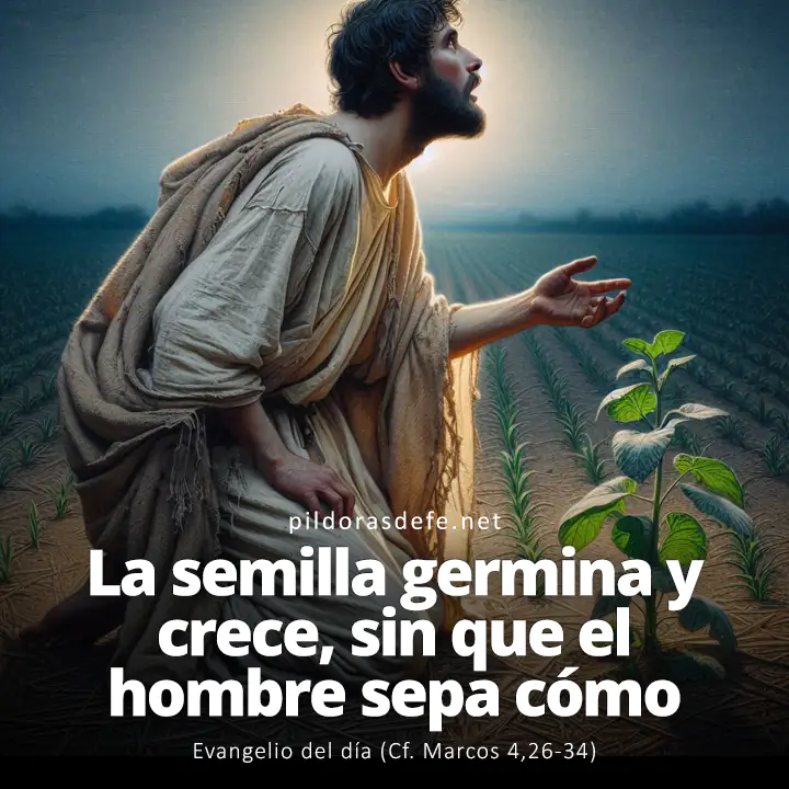 Evangelio del día, Marcos 4,26-34: La semilla germina y va creciendo, sin que él sepa cómo