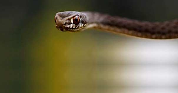 serpiente demonio estrategias de satanas infierno 